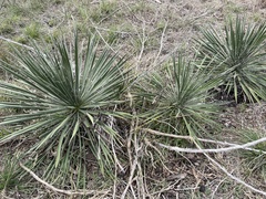 Yucca constricta