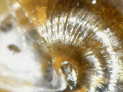 Euconulus alderi