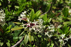 Daphne glomerata