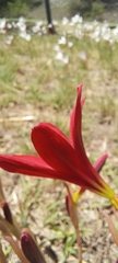 Zephyranthes bifida