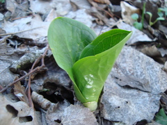 Arum cylindraceum