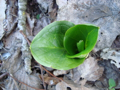 Arum cylindraceum