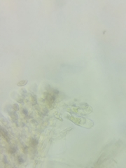 Cortinarius armeniacus