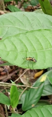 Hypselonotus linea