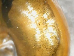 Euconulus alderi