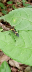 Hypselonotus linea