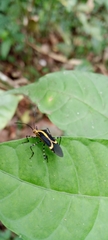 Hypselonotus linea