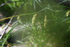 Carex tuckermanii