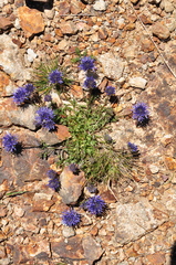 Jasione supina