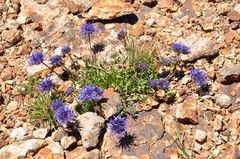 Jasione supina