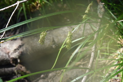Carex tuckermanii