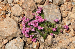 Asperula pontica