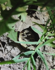 Rhinella dorbignyi