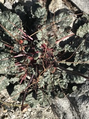 Eriogonum inflatum