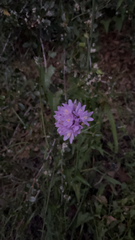 Dichelostemma congestum