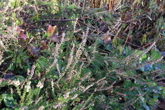Calluna vulgaris