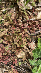 Pterostegia drymarioides