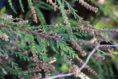 Calluna vulgaris