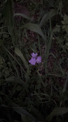 Dipterostemon capitatus