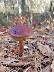 Aureoboletus projectellus