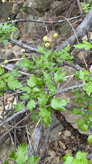 Clematis drummondii