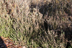 Calluna vulgaris