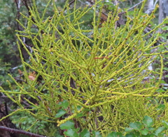 Misodendrum punctulatum