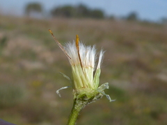Crepis sancta