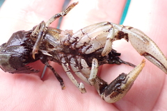 Cambarus robustus
