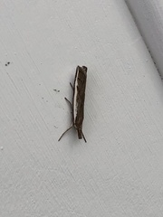 Orocrambus flexuosellus