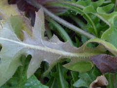 Crepis sancta