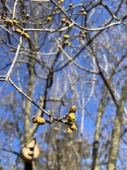 Cornus