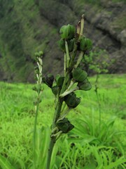 Chlorophytum glaucum