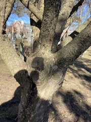 Cornus