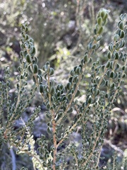Mortonia scabrella