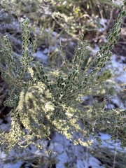Mortonia scabrella