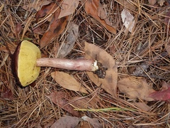Aureoboletus projectellus