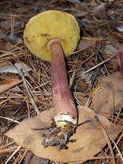 Aureoboletus projectellus