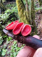 Sarcoscypha macaronesica