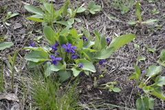 Viola ambigua