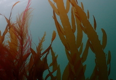 Desmarestia ligulata