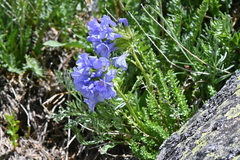 Polemonium confertum