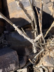 Erythrina flabelliformis