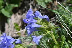 Polemonium confertum