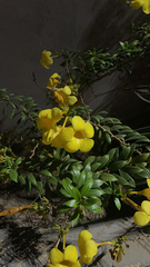 Allamanda cathartica