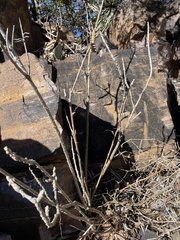 Erythrina flabelliformis