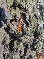 Amphilogia gyrosa