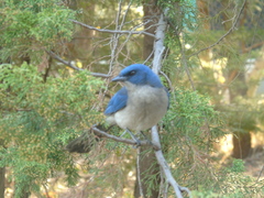 Aphelocoma ultramarina