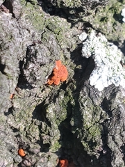 Amphilogia gyrosa