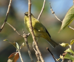 Leiothlypis celata